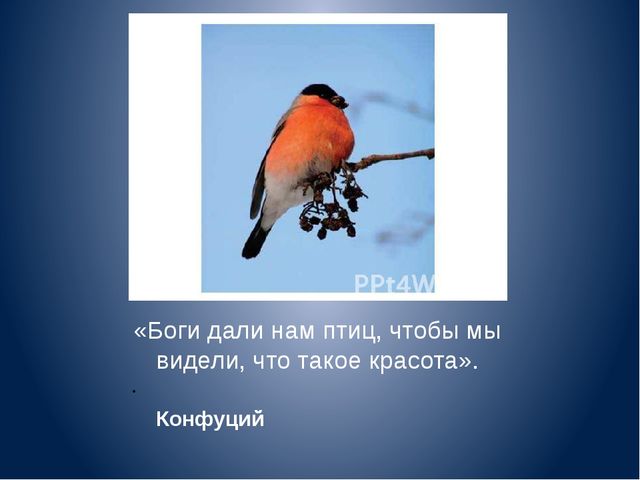 Презентация к проекту для дошкольников "Зимующие птицы"