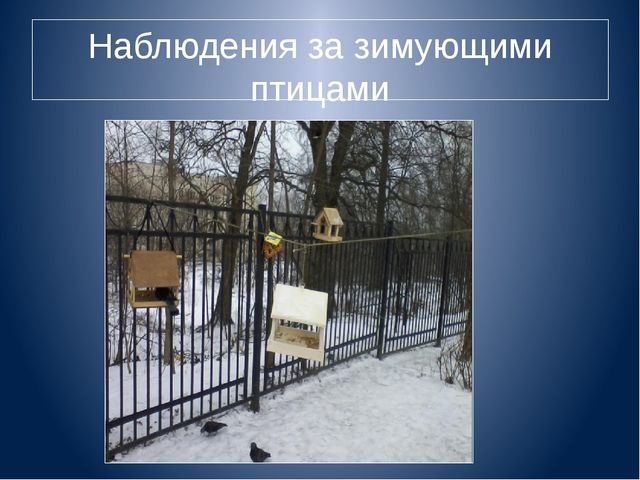 Презентация к проекту для дошкольников "Зимующие птицы"