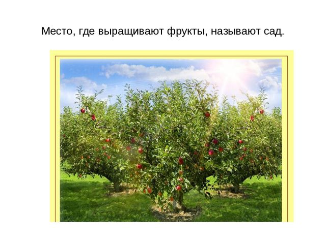 Презентация "Фрукты и овощи"