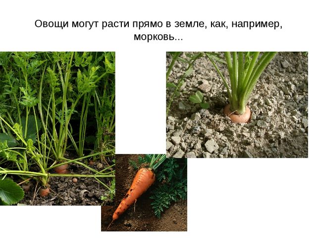 Презентация "Фрукты и овощи"