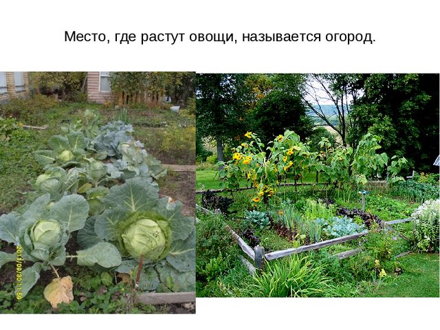 Презентация "Фрукты и овощи"