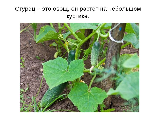 Презентация "Фрукты и овощи"