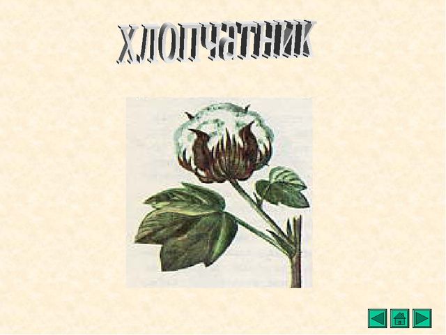 Презентация "Все о растениях"