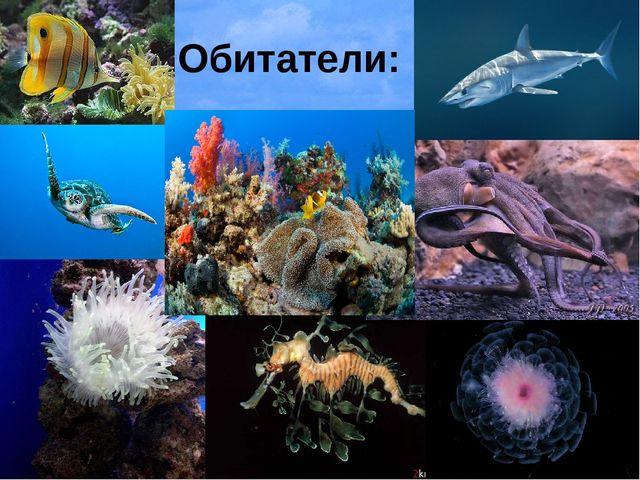 Знакомство с морями и океанами