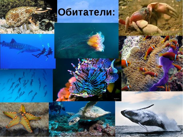 Знакомство с морями и океанами