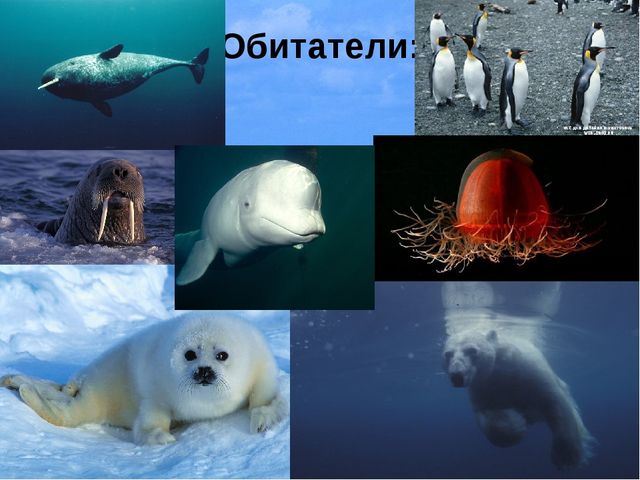 Знакомство с морями и океанами