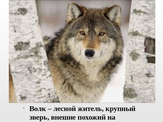 Презентация на тему "Дикие животные. Волк"