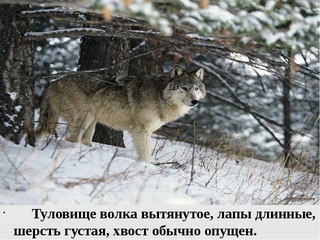 Презентация на тему "Дикие животные. Волк"