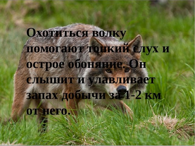 Презентация на тему "Дикие животные. Волк"