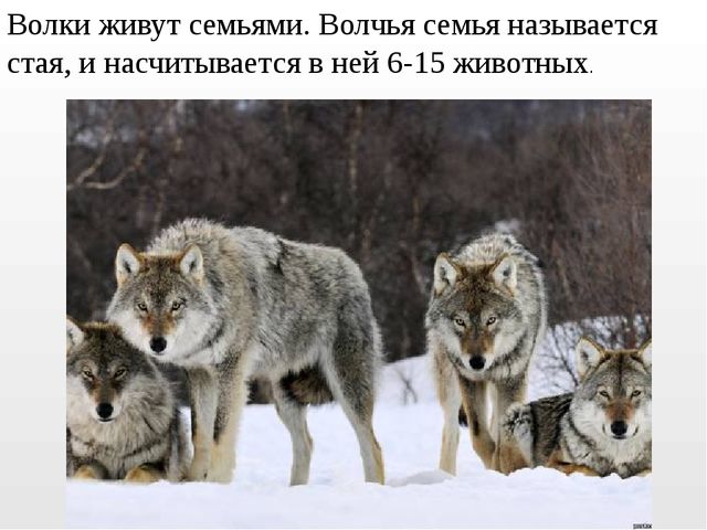 Презентация на тему "Дикие животные. Волк"