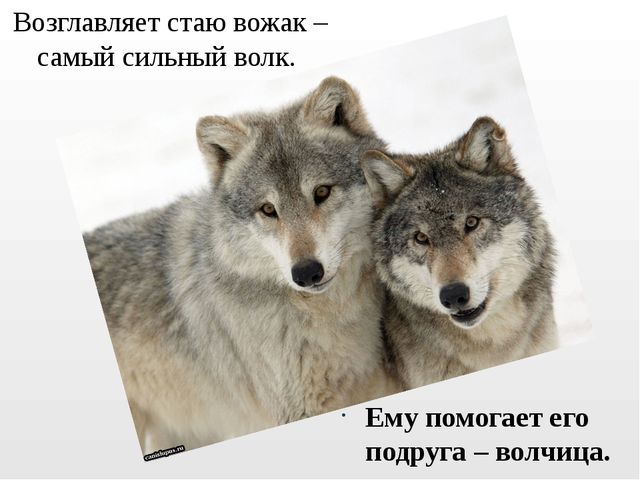 Презентация на тему "Дикие животные. Волк"