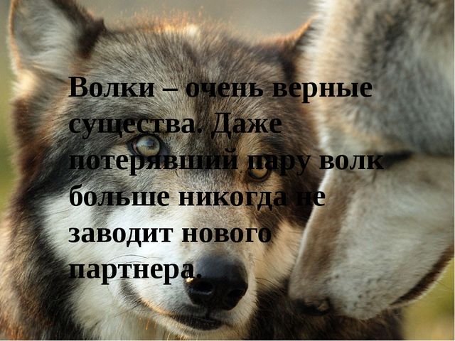Презентация на тему "Дикие животные. Волк"