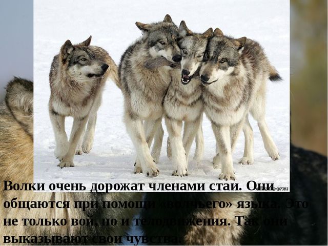 Презентация на тему "Дикие животные. Волк"