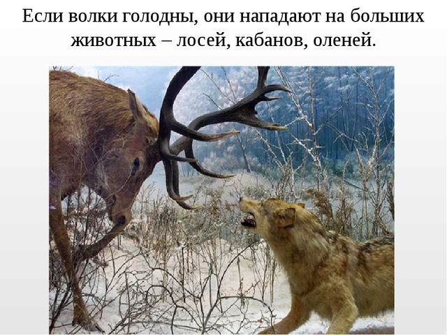 Презентация на тему "Дикие животные. Волк"