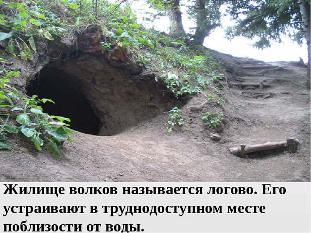 Презентация на тему "Дикие животные. Волк"