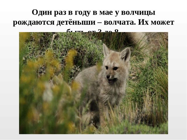 Презентация на тему "Дикие животные. Волк"