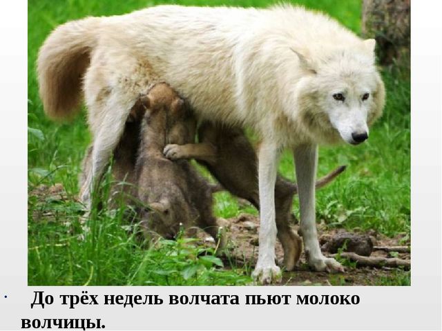 Презентация на тему "Дикие животные. Волк"