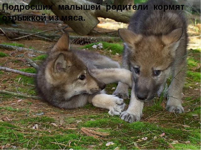 Презентация на тему "Дикие животные. Волк"