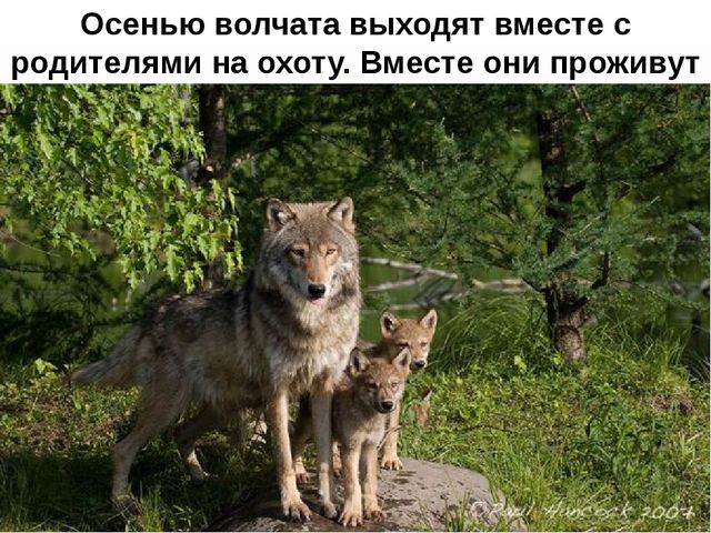 Презентация на тему "Дикие животные. Волк"