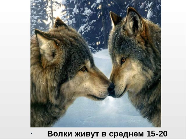 Презентация на тему "Дикие животные. Волк"