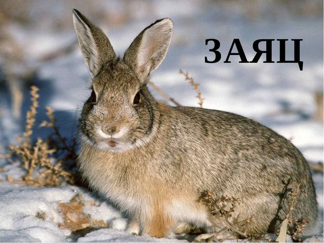Презентация на тему: "Дикие животные. Заяц"