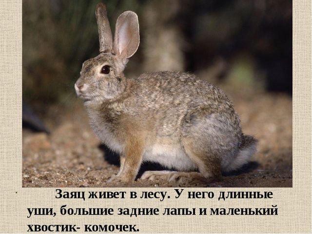 Презентация на тему: "Дикие животные. Заяц"