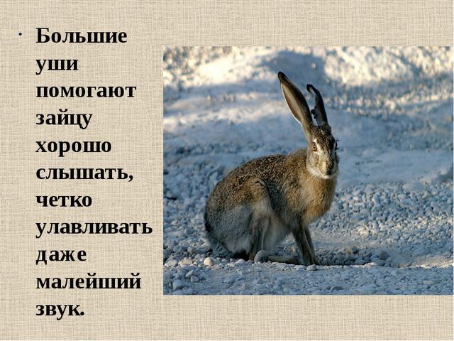 Презентация на тему: "Дикие животные. Заяц"