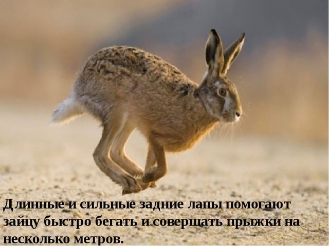 Презентация на тему: "Дикие животные. Заяц"