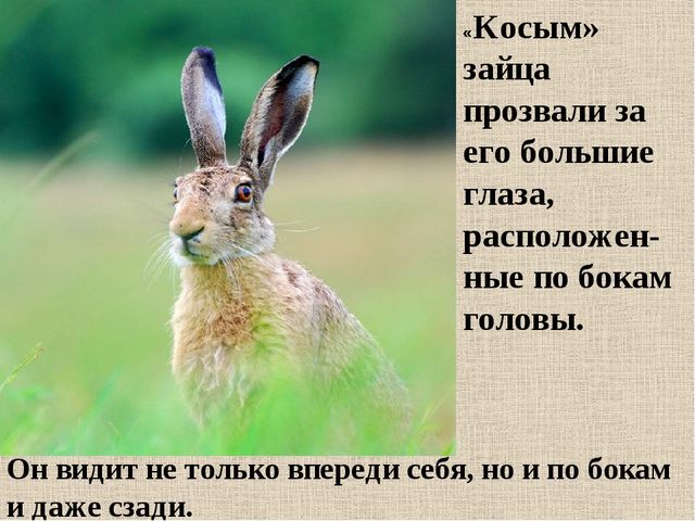 Презентация на тему: "Дикие животные. Заяц"