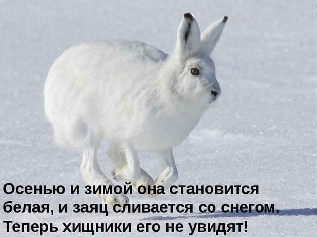 Презентация на тему: "Дикие животные. Заяц"