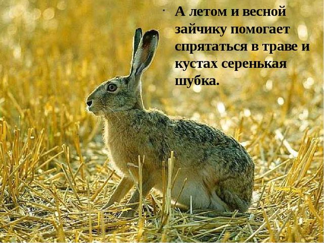 Презентация на тему: "Дикие животные. Заяц"
