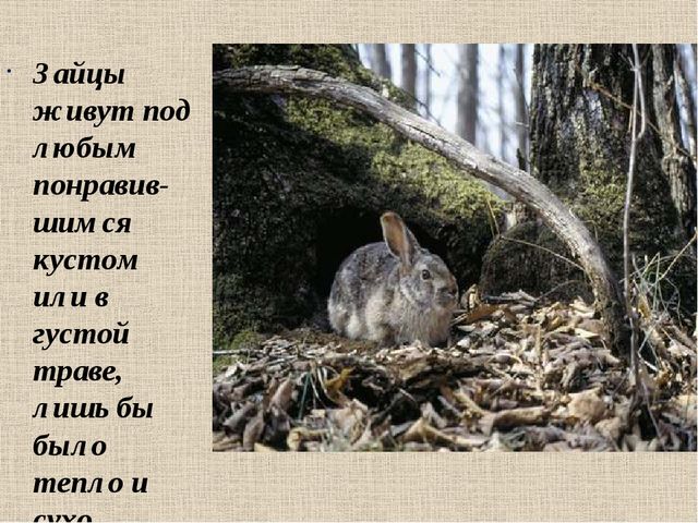 Презентация на тему: "Дикие животные. Заяц"