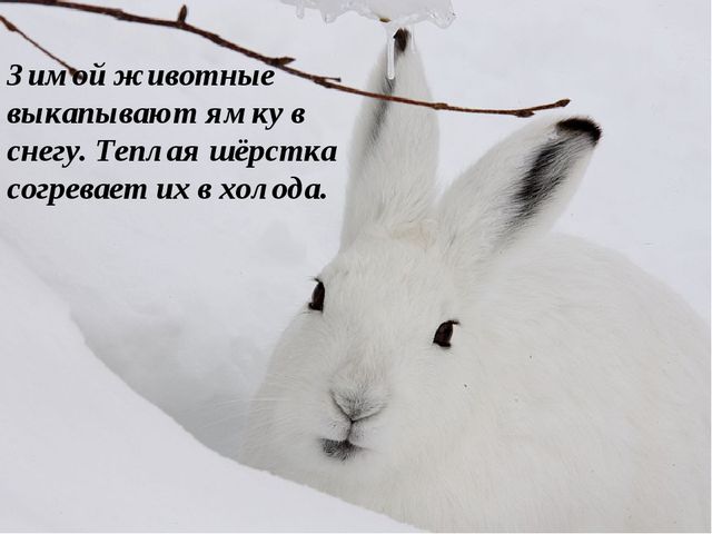 Презентация на тему: "Дикие животные. Заяц"
