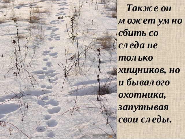 Презентация на тему: "Дикие животные. Заяц"