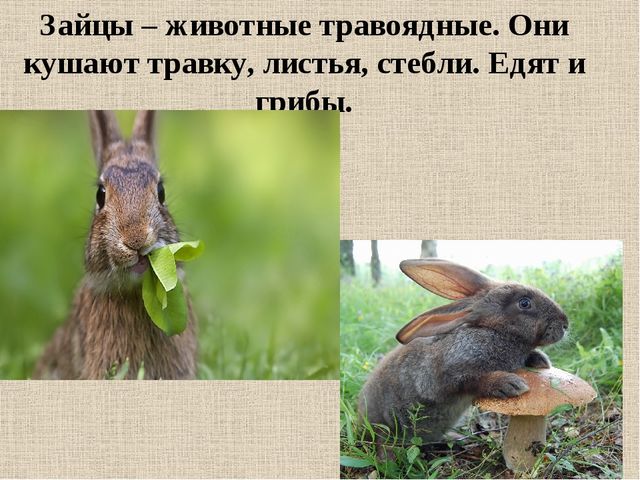Презентация на тему: "Дикие животные. Заяц"