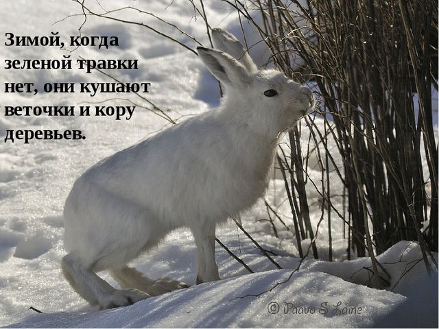 Презентация на тему: "Дикие животные. Заяц"
