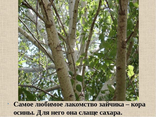 Презентация на тему: "Дикие животные. Заяц"