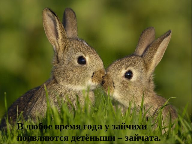 Презентация на тему: "Дикие животные. Заяц"