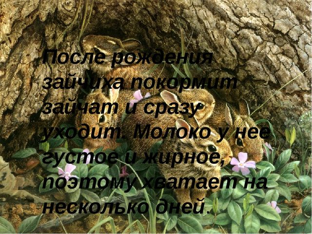 Презентация на тему: "Дикие животные. Заяц"