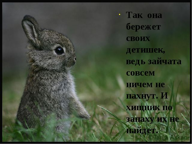 Презентация на тему: "Дикие животные. Заяц"