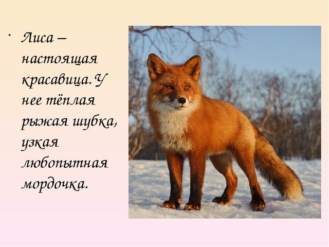 Презентация на тему "Дикие животные. Лиса"