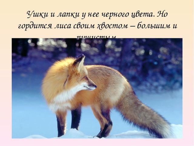 Презентация на тему "Дикие животные. Лиса"