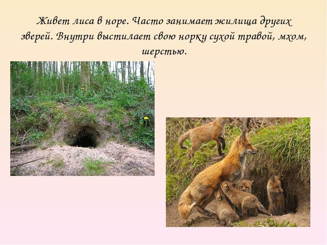 Презентация на тему "Дикие животные. Лиса"