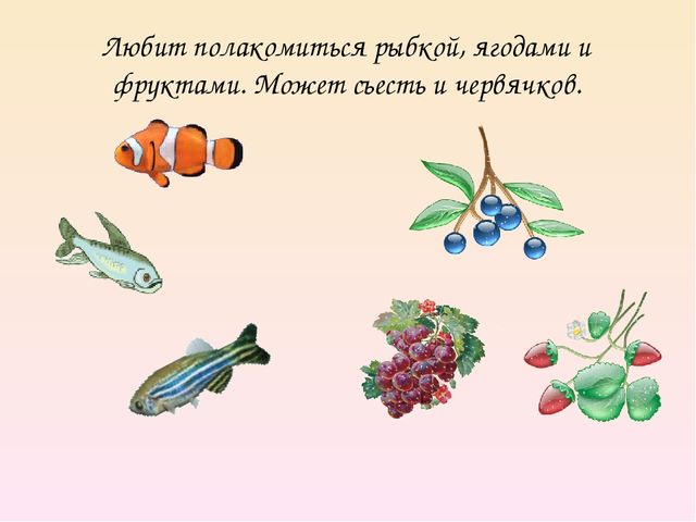 Презентация на тему "Дикие животные. Лиса"