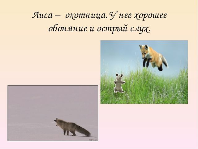 Презентация на тему "Дикие животные. Лиса"