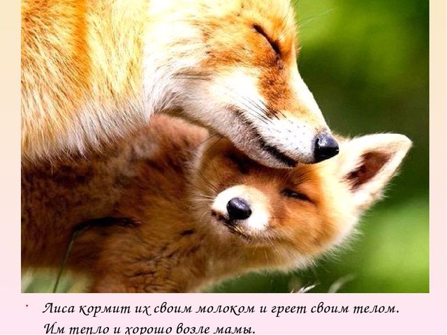 Презентация на тему "Дикие животные. Лиса"