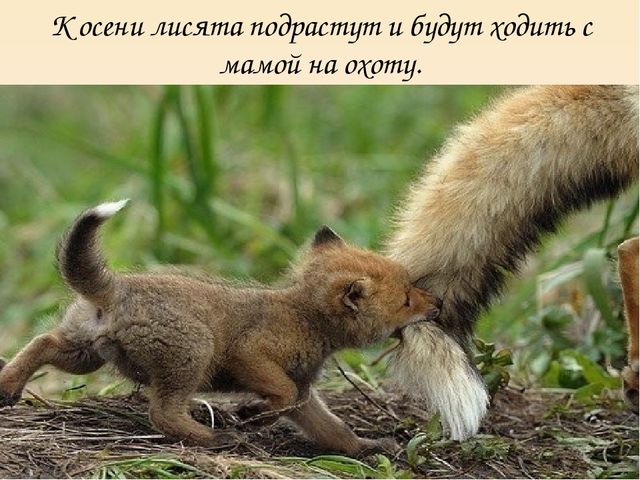 Презентация на тему "Дикие животные. Лиса"