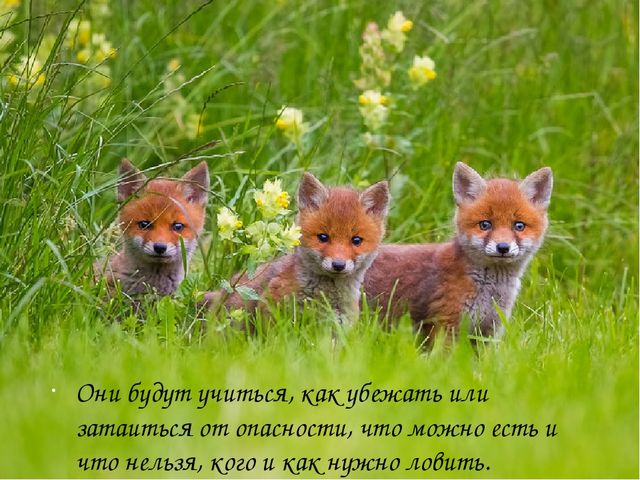 Презентация на тему "Дикие животные. Лиса"