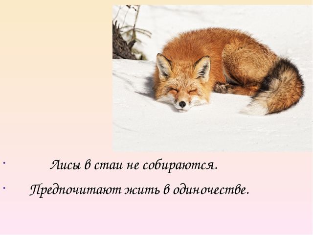 Презентация на тему "Дикие животные. Лиса"
