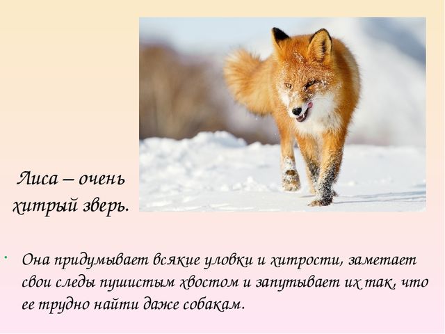 Презентация на тему "Дикие животные. Лиса"